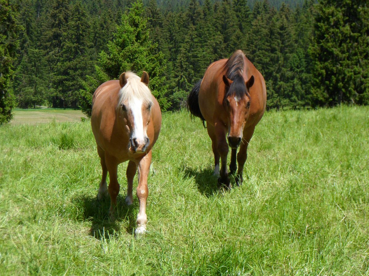 Glückliche Pferde auf der Juraweide