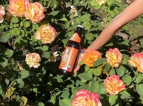 Portland, Oregon, USA | International Rose Test Garden Portland.