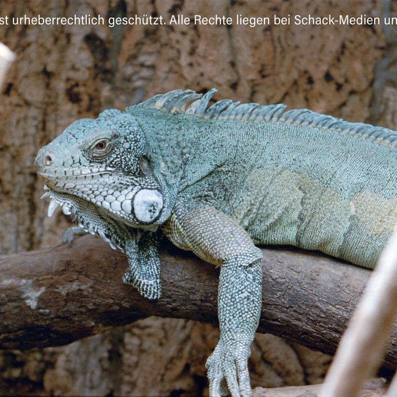 Beispiel APS Scannen bei Schack-Medien