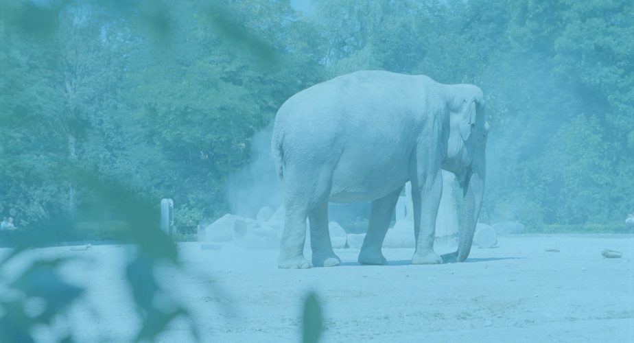 Unbearbeitetes APS-Bild mit Blaustich